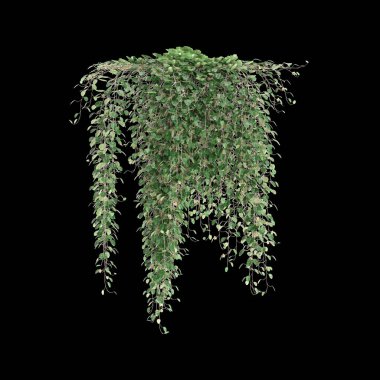 Asılı bitki Dichondra 'nın siyah arka planda izole edilmiş pişmanlıklarının 3 boyutlu bir çizimi