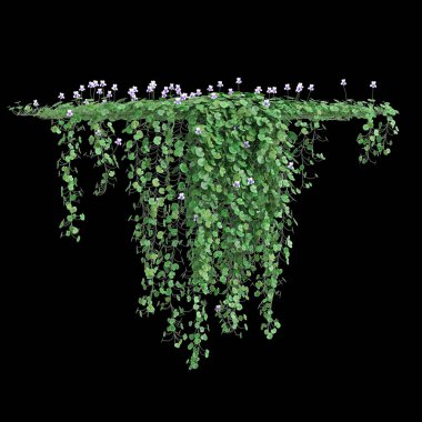 3D asma bitkisi Viola Hederacea 'nın çizimi siyah arka planda izole edildi