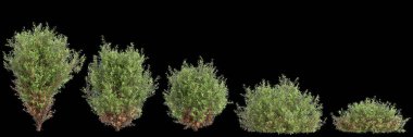 Thuja batısındaki çalılığın siyah arkaplanda izole edilmiş 3D çizimi