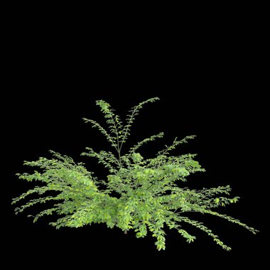 Jasminum nudiflorum çalılığının siyah arka planda izole edilmiş 3D çizimi