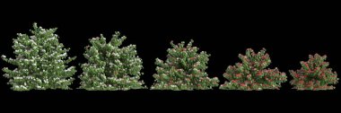Buxus sempervirens çalılığının siyah arkaplanda izole edilmiş 3d illüstrasyonu