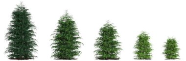 Beyaz arkaplanda izole edilmiş 3 boyutlu Cryptomeria japonica ağacı çizimi