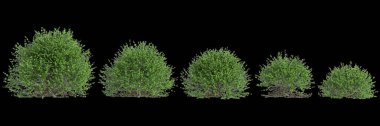 Buxus sempervirens çalılığının siyah arkaplanda izole edilmiş 3d illüstrasyonu