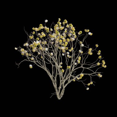 Edgeworthia çiçeğinin siyah arka planda izole edilmiş 3D çizimi