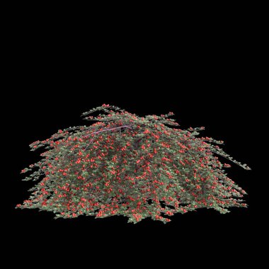 Cotoneaster dammeri çalılığının siyah arka planda izole edilmiş 3D çizimi