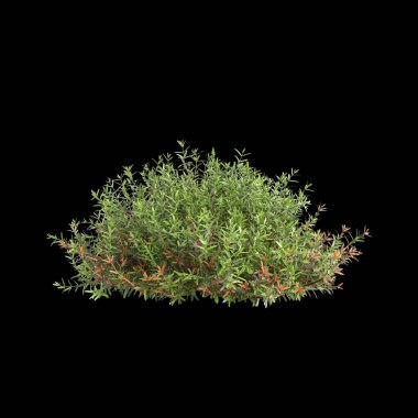 Thuja batısındaki çalılığın siyah arka planda izole edilmiş 3D çizimi