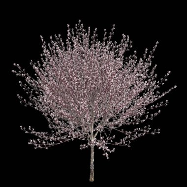 Prunus cerasifera çiçeğinin 3 boyutlu çizimi siyah arkaplanda izole edildi