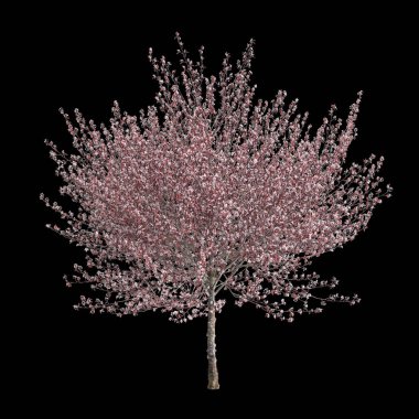 Prunus cerasifera çiçeğinin 3 boyutlu çizimi siyah arkaplanda izole edildi