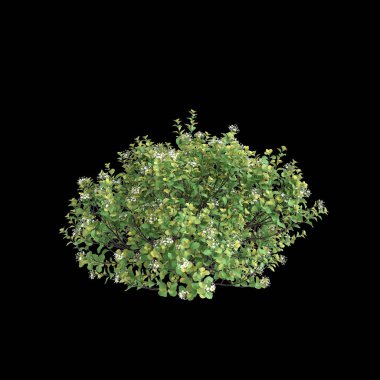 Siyah arka planda izole edilmiş Spiraea betulifolia çalısının 3D çizimi