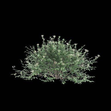 Sambucus Nigra çalılarının siyah arka planda izole edilmiş 3D çizimi