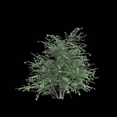 Sambucus Nigra çalılarının siyah arka planda izole edilmiş 3D çizimi