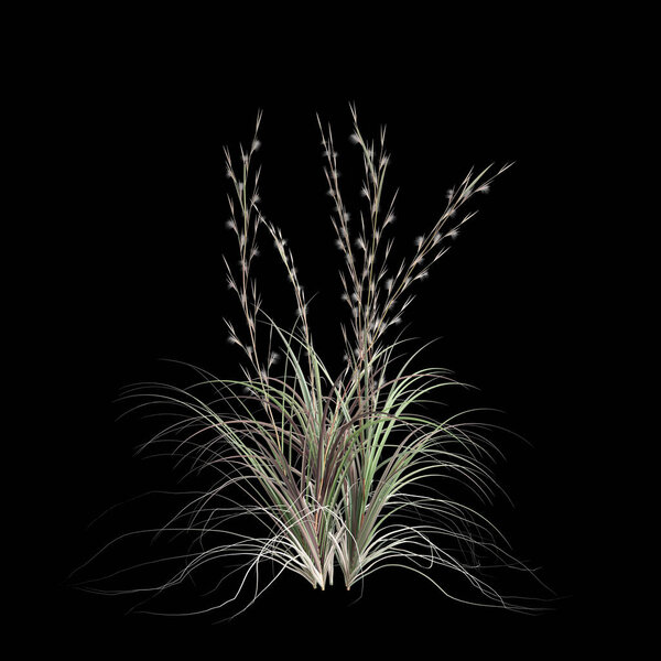 3d иллюстрация андропагона Virginicus куст изолирован на черном фоне