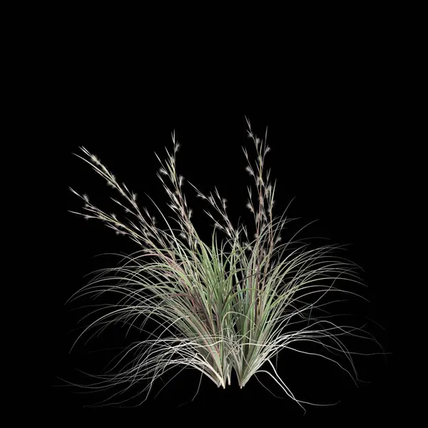 stock image 3d illustration of andropagon virginicus bush isolated on black background