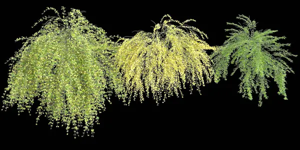 3d illustration of hanging plant Jasminum nudiflorum isolated on black background