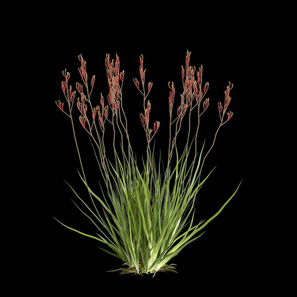 3d иллюстрация Anigozanthos flavidus куст изолирован на черном фоне