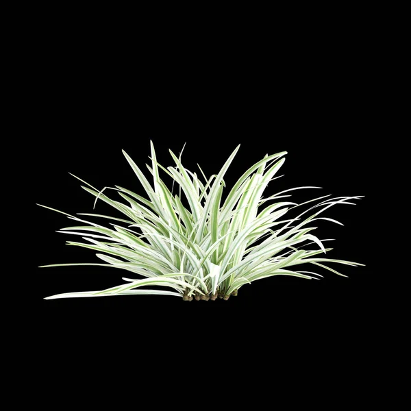 stock image 3d illustration of Liriope muscari bush isolated on black background