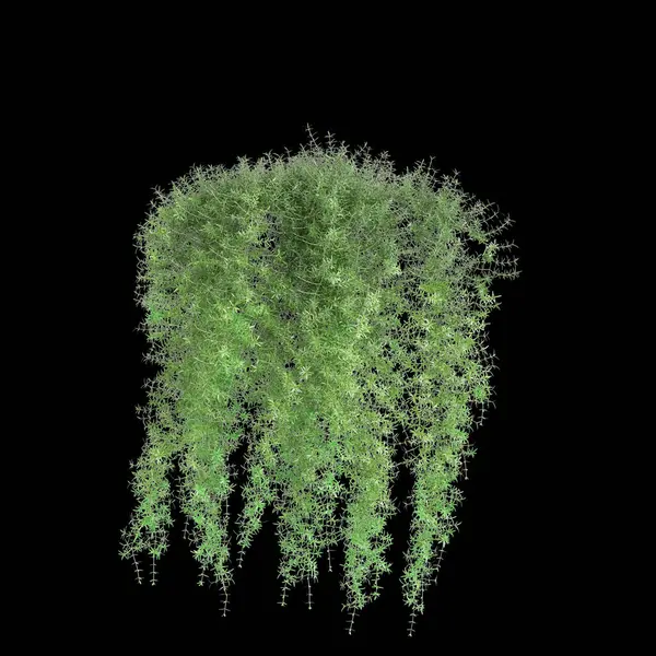 3d illustration of hanging plant Asparagus densiflorus isolated on black background
