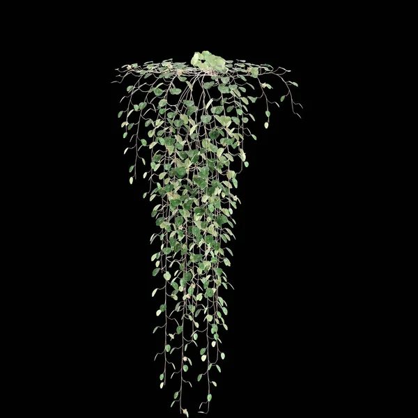 3d illustration of hanging plant Dichondra repens isolated on black background