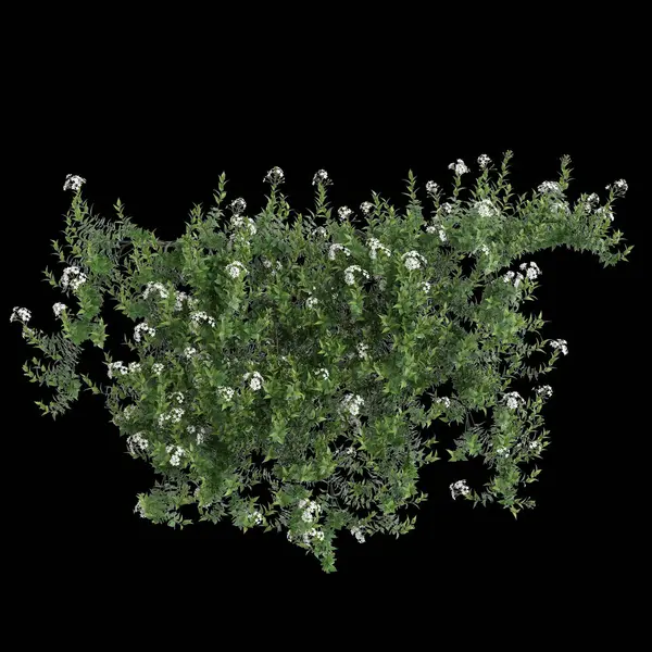 3d illustration of hanging plant Solanum laxum isolated on black background