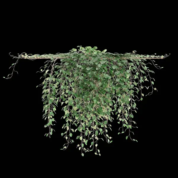 3d illustration of hanging plant Dichondra repens isolated on black background