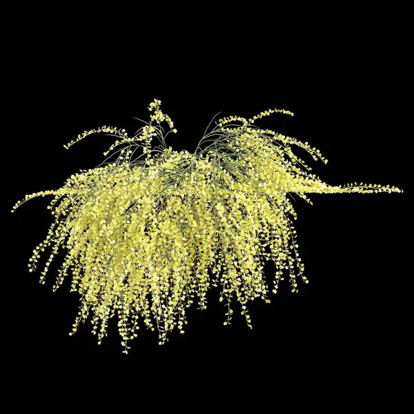 3d illustration of hanging plant Jasminum nudiflorum isolated on black background