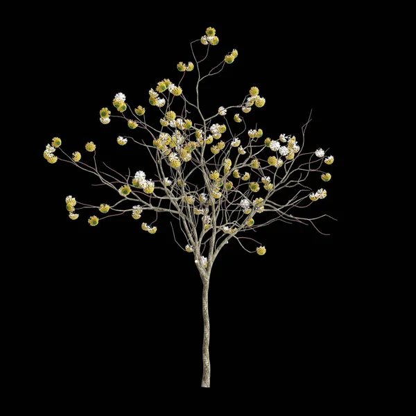 Edgeworthia çiçeğinin siyah arka planda izole edilmiş 3D çizimi