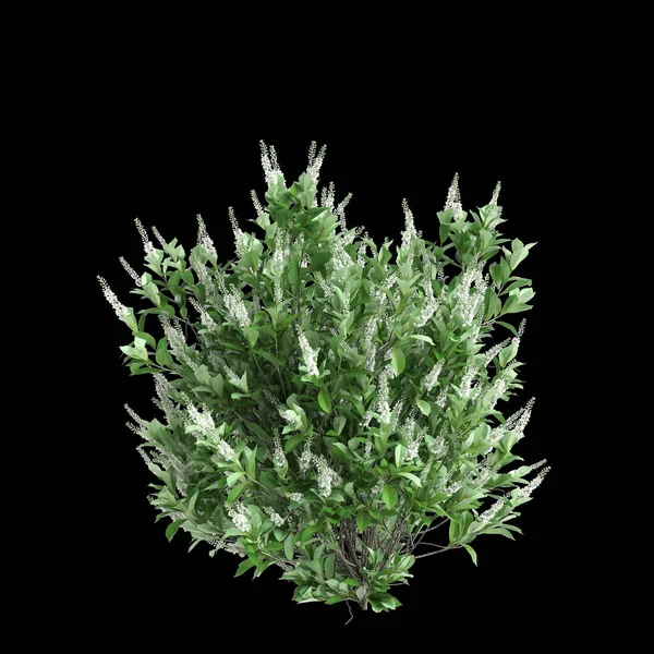 Clethra alnifolia çalılığının siyah arka planda izole edilmiş 3D çizimi