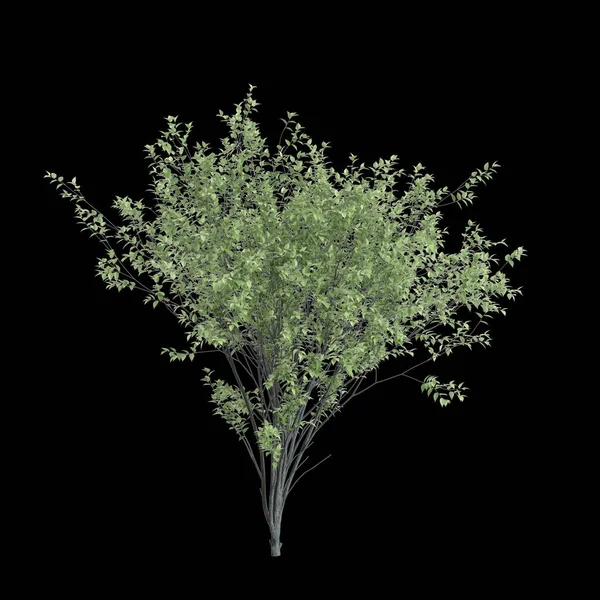 stock image 3d illustration of Zelkova serrata tree isolated on black background