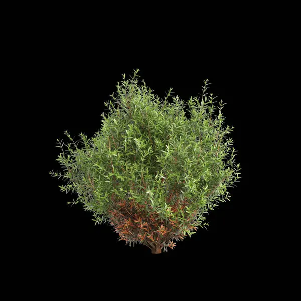 Thuja batısındaki çalılığın siyah arka planda izole edilmiş 3D çizimi