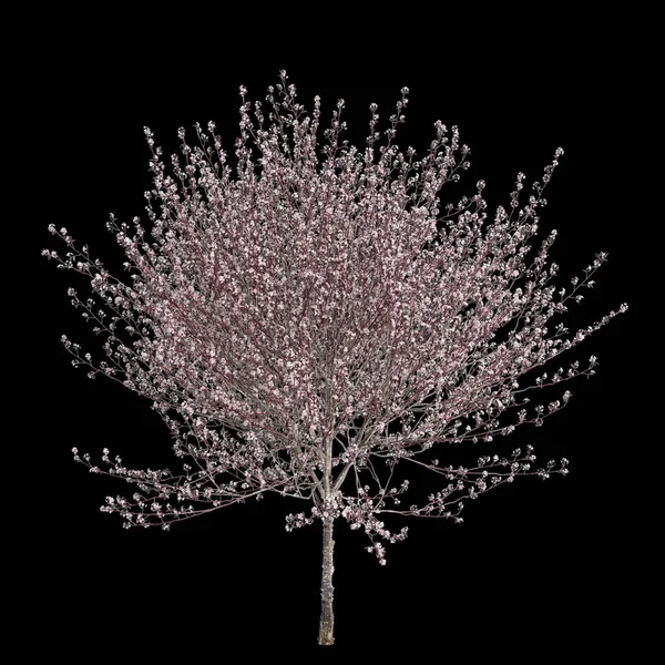 stock image 3d illustration of Prunus cerasifera flowering isolated on black background