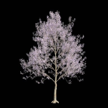 Paulownia tomentosa çiçeğinin siyah arka planda izole edilmiş 3D çizimi