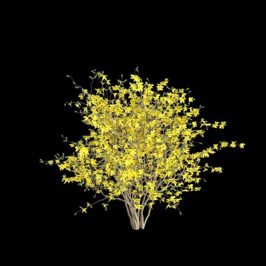Forsythia x 'in 3d illüstrasyonu kara arkaplan üzerinde izole edilmiş çiçek açan intermedya