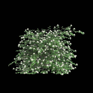 Physocarpus opulifolius çalılığının siyah arka planda izole edilmiş 3D çizimi