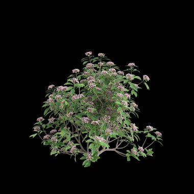 Kalmia latifolia çalısının siyah arka planda izole edilmiş 3D çizimi