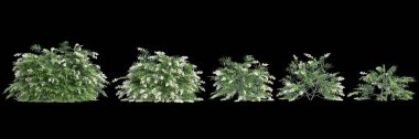 Sorbaria Sorbifolia çalılarının siyah arkaplanda izole edilmiş 3D çizimi