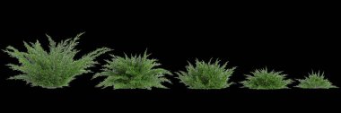 Juniperus Sabina çalılığının siyah arka planda izole edilmiş 3D çizimi