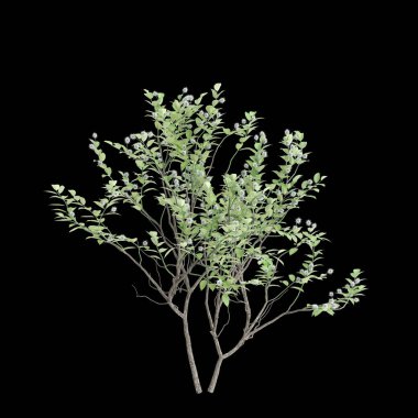 Kefalanthus batısındaki çalılığın siyah arka planda izole edilmiş 3D çizimi