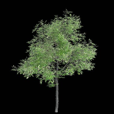 Carya ovata ağacının siyah arkaplanda izole edilmiş 3d çizimi