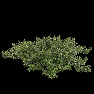 Arctostaphylos çalılığının siyah arkaplanda izole edilmiş 3D çizimi