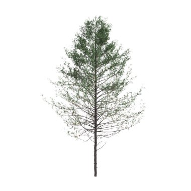 Beyaz arkaplanda izole edilmiş Pseudotsuga menziesii ağacının 3D çizimi