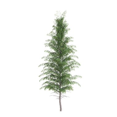 Beyaz arkaplanda izole edilmiş Picea bira fabrikası ağacının 3D çizimi