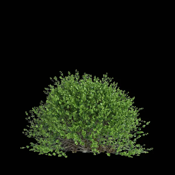 Buxus sempervirens çalılığının siyah arkaplanda izole edilmiş 3D çizimi