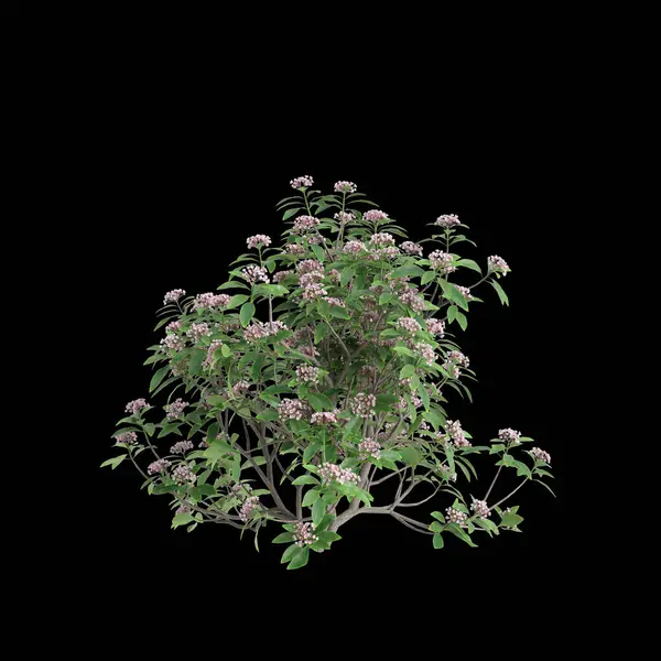 Kalmia latifolia çalısının siyah arka planda izole edilmiş 3D çizimi