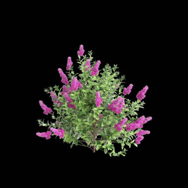 Spiraea Douglasii çalılığının siyah arka planda izole edilmiş 3D çizimi