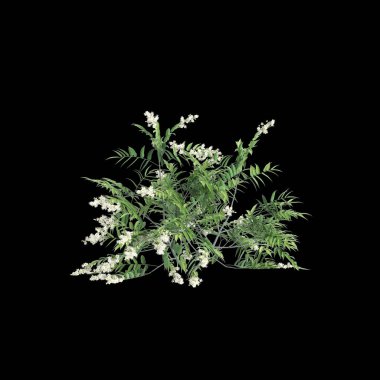 Sorbaria Sorbifolia çalısının siyah arka planda izole edilmiş 3D çizimi