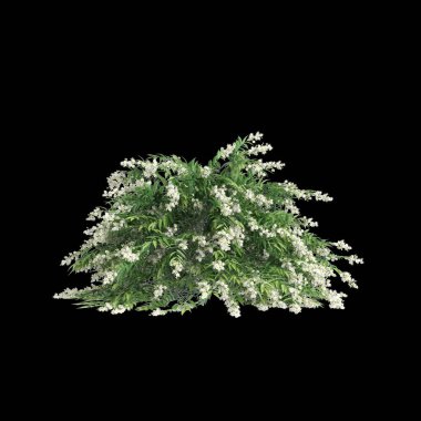 Sorbaria Sorbifolia çalısının siyah arka planda izole edilmiş 3D çizimi