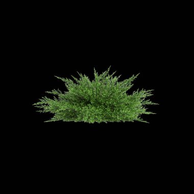 3d illustration of Juniperus sabina bush isolated on black background clipart