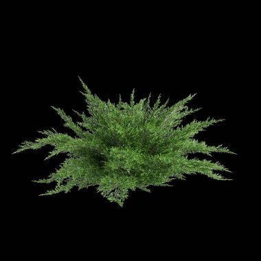 Juniperus Sabina çalılığının siyah arka planda izole edilmiş 3D çizimi