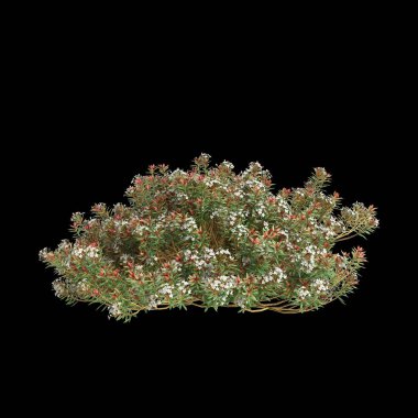 Ledum decumbens çalılığının siyah arkaplanda izole edilmiş 3D çizimi