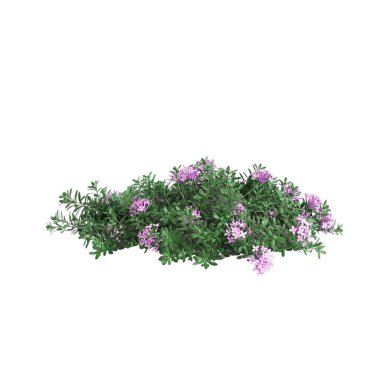 3d illustration of Daphne cneorum bush isolated on white background clipart